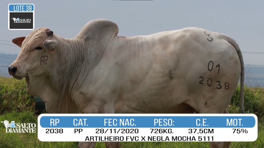 Lote LOTE 39