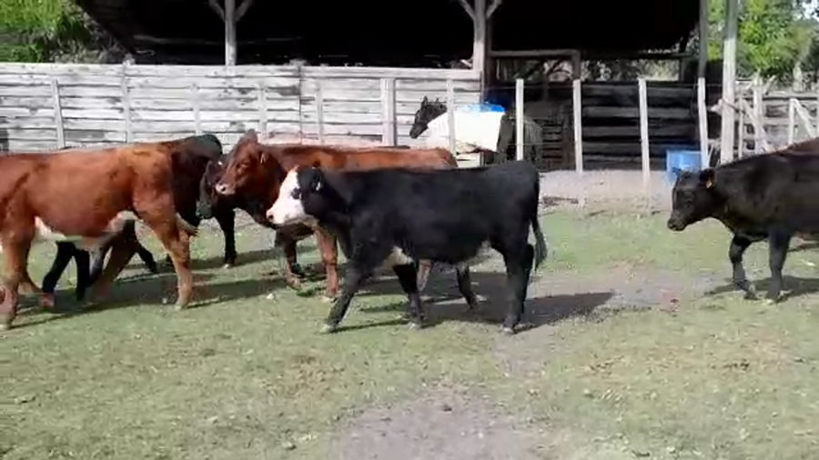 Lote TERNEROS