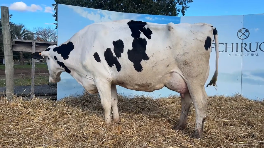 Lote VACAS PARIDAS CABAÑA MALKE-KO