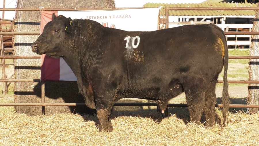 Lote TOROS ANGUS NEGROS  PC
