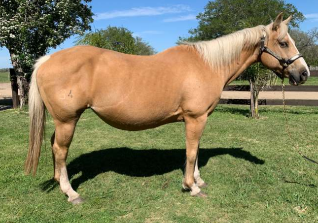 Lote VDA MIRASOL SKIP