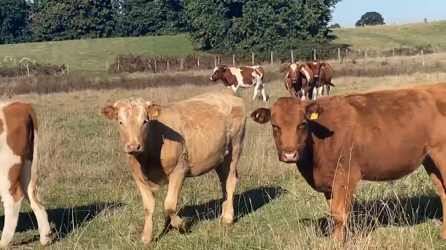 Lote 80 Vaquilla Engorda en Río Bueno, XIV Región Los Ríos