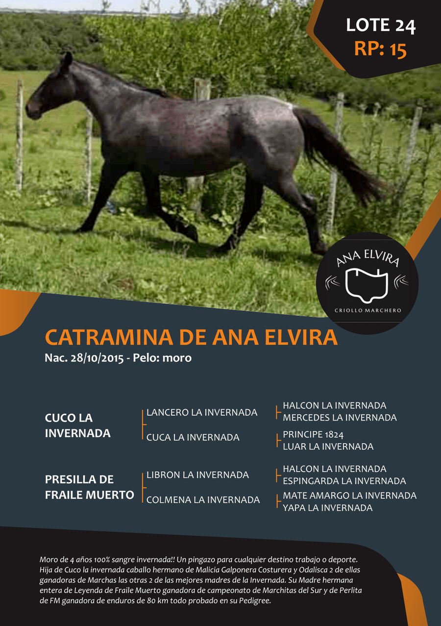 Lote RP 15 - CATRAMINA DE ANA ELVIRA