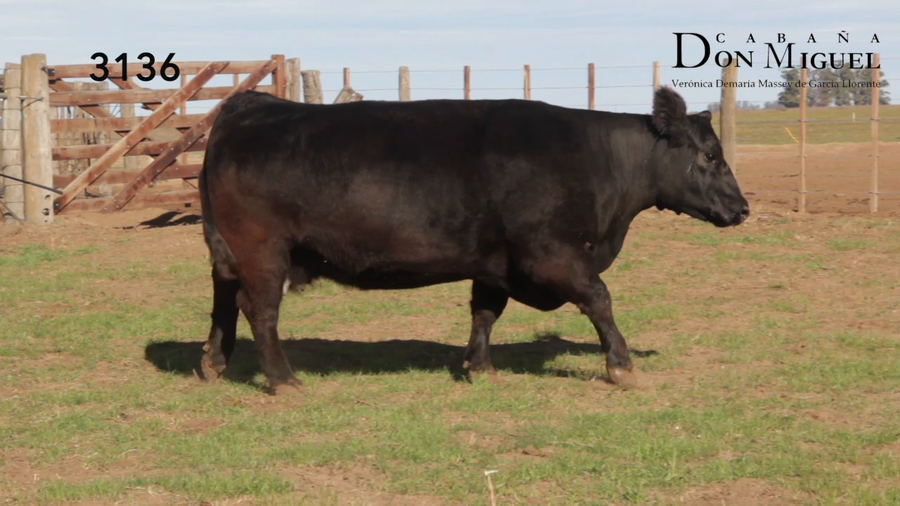 Lote VACAS PURAS DE PEDIGREE