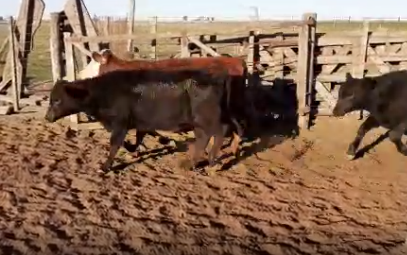 Lote 70 Terneras 195Kg en Huanchillas, Córdoba