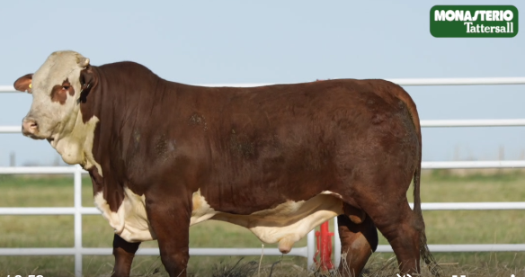 Lote TOROS GENERALES, CONTROLADOS Y REGISTRADOS