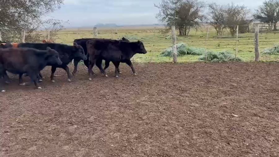 Lote 47 Terneras