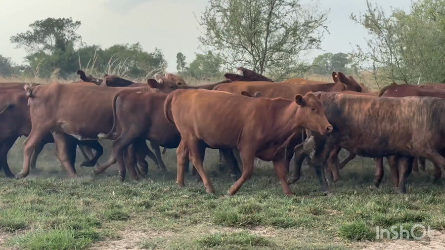 Lote 42 Vaquillonas preñadas en Corrientes, Saladas