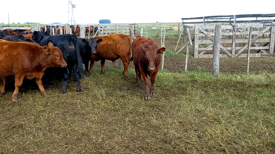 Lote 60 Novillitos y vaquillonas en Gral. Lamadrid, Buenos Aires