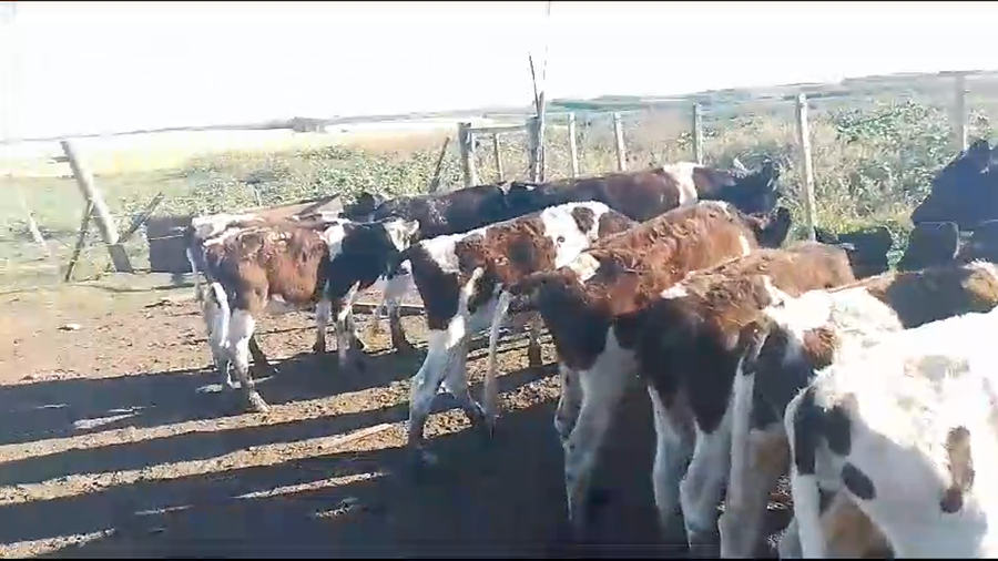 Lote terneros hol 15