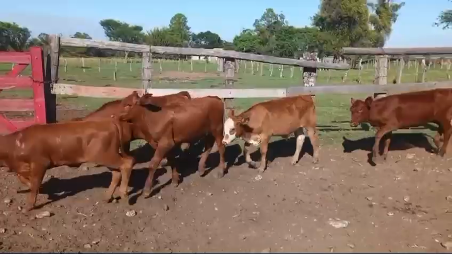 Lote 90 Terneros/as en Corrientes, Tapebicuá