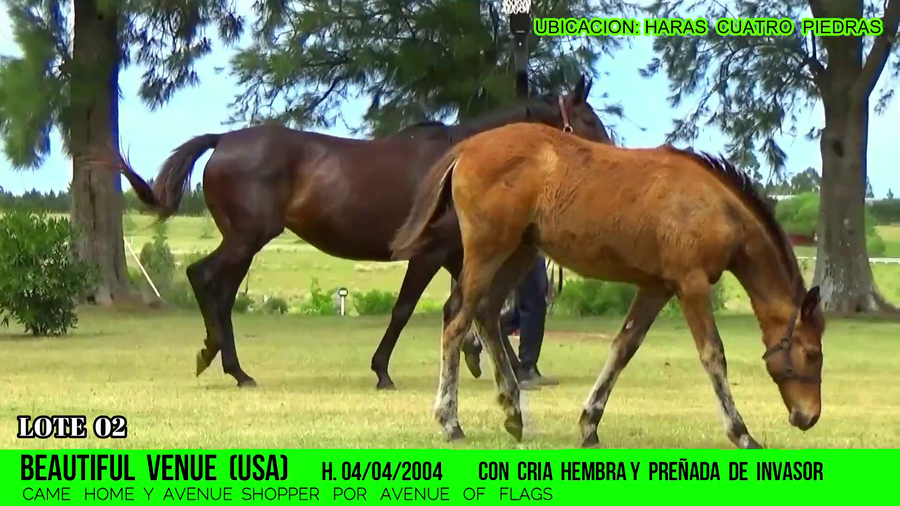 Lote BEAUTIFUL VENUE