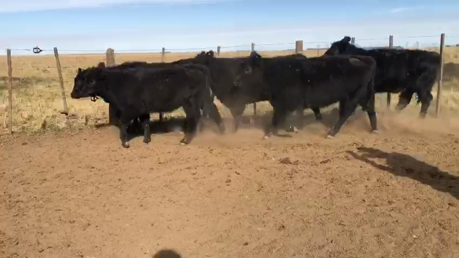 Lote 31 Terneras en Laprida, Buenos Aires