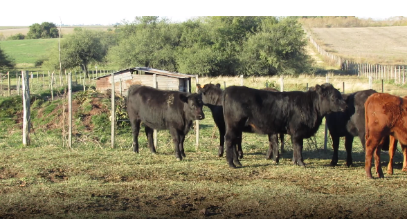 Lote 22 Terneras en Colonia