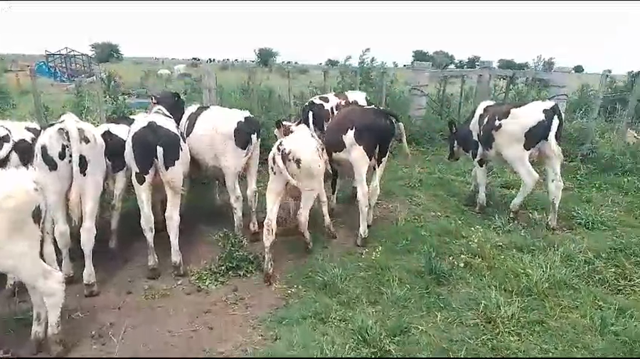 Lote (Vendido)12 Terneros Holando a remate en Pantalla Camy en Mundo Azul