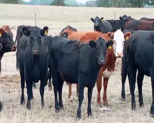 Lote 60 Vaquilla Engorda en X Región Los Lagos, Osorno