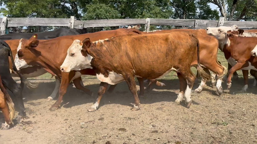 Lote 34 Vacas de invernar