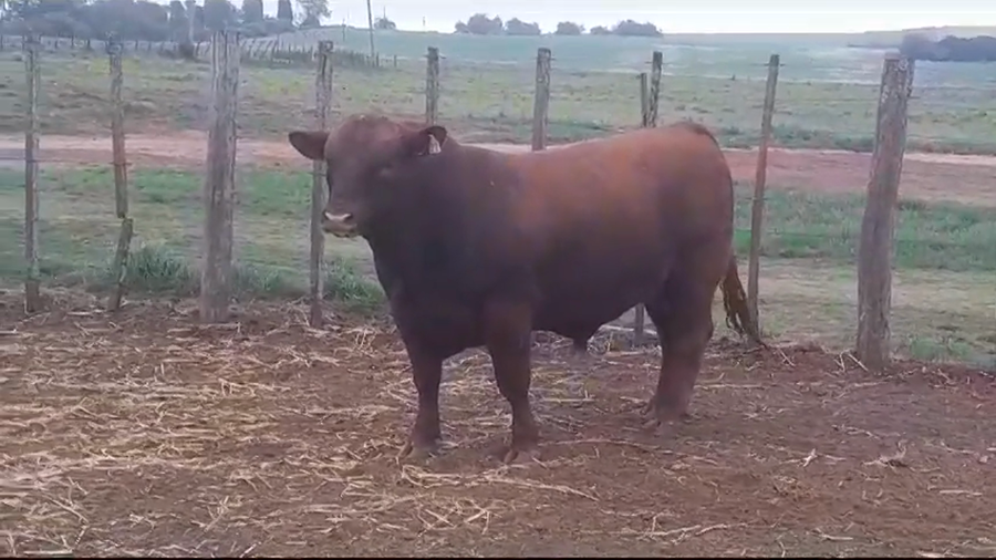 Lote TORO PI - RP 22