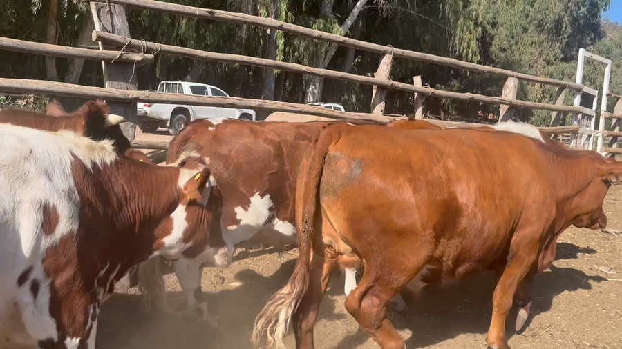 Lote 45 Novillo Gordo en Melipilla, Región Metropolitana