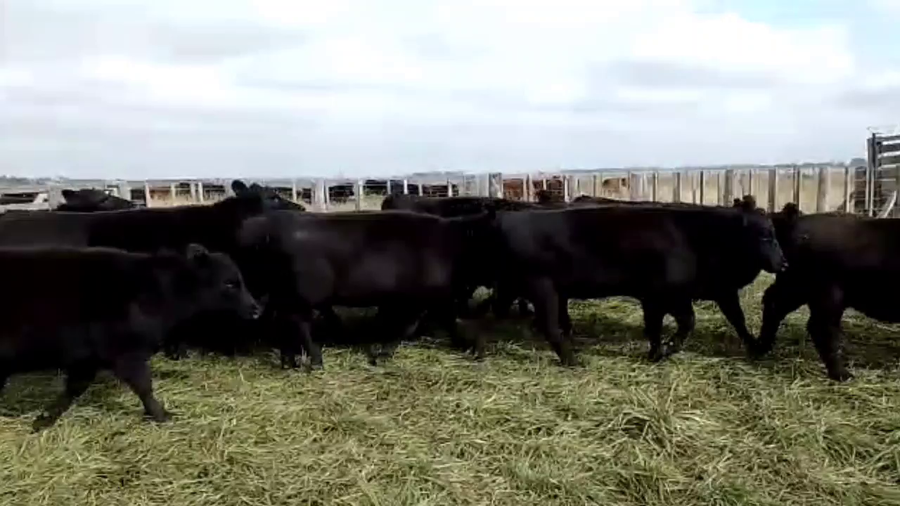 Lote 20 Vaquillonas P/ entorar en San Vicente, Buenos Aires