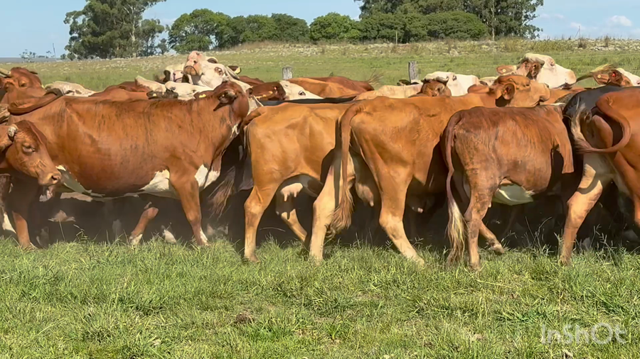 Lote 54 Vacas de invernar en Corrientes, Mercedes