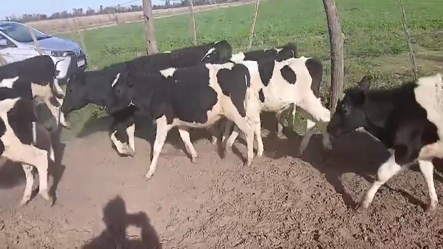 Lote 14 Terneros Holando Argentino en Sunchales, Santa Fe