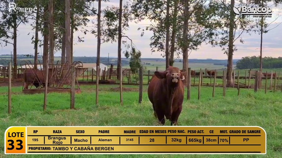 Lote Toros Brangus Rojo a remate en Viernes 30 de mayo- Remates PDC, Caaguazú