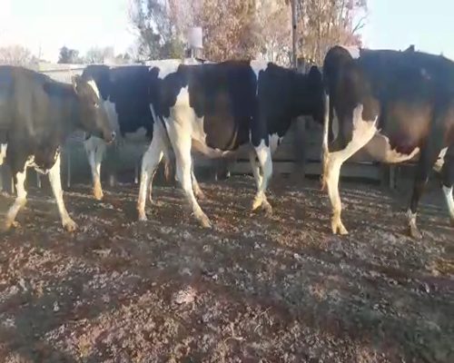 Lote VAQUILLONAS PREÑADAS 2 PERREN C