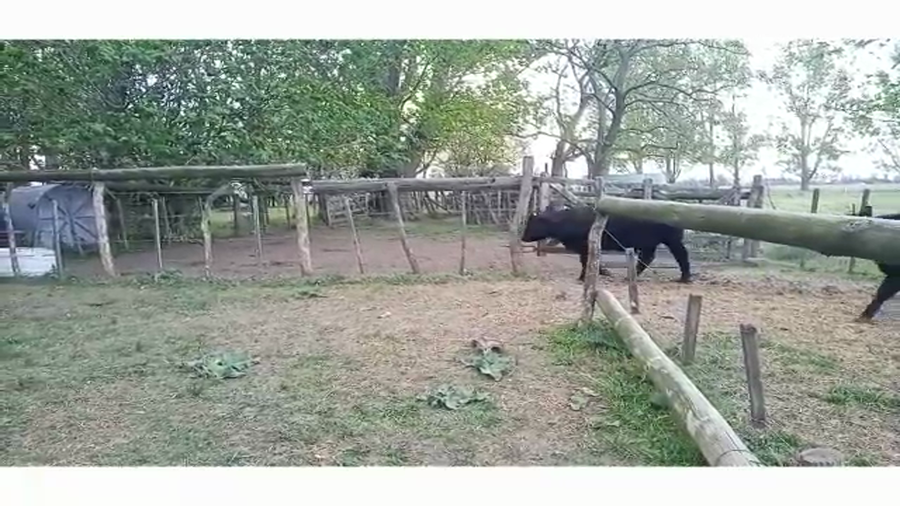 Lote 8 Novillitos en Brandsen, Buenos Aires