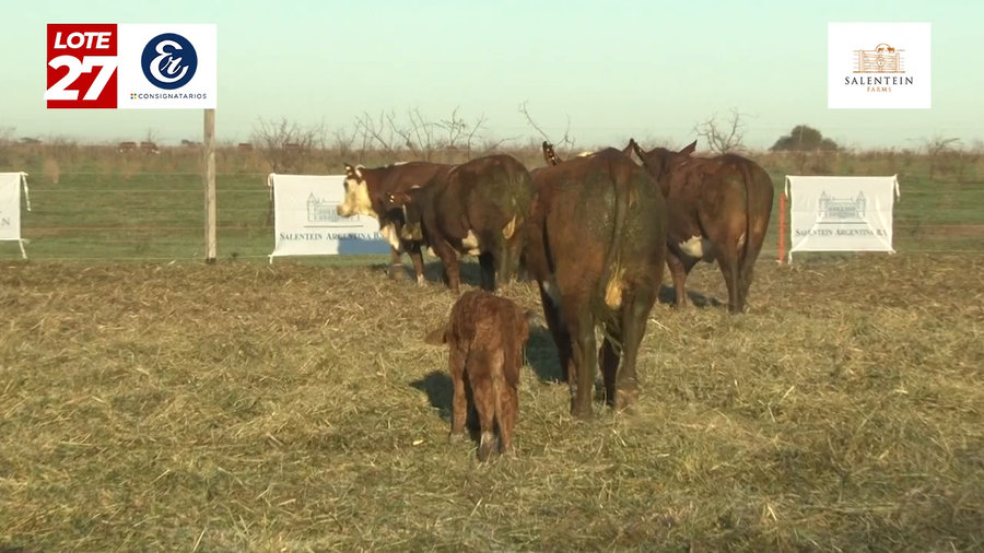 Lote Vaquillas Braford Planteleras Señal ´20-Preñadas IATF (22-12-2022) y Servicio Colectivo (01/01/23 al 05/02/23)