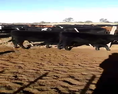 Lote 70 Terneros/as en Mayor Buratovich, Buenos Aires