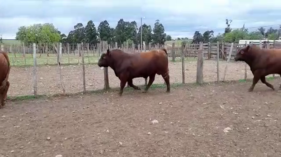 Lote Red Angus Morixe