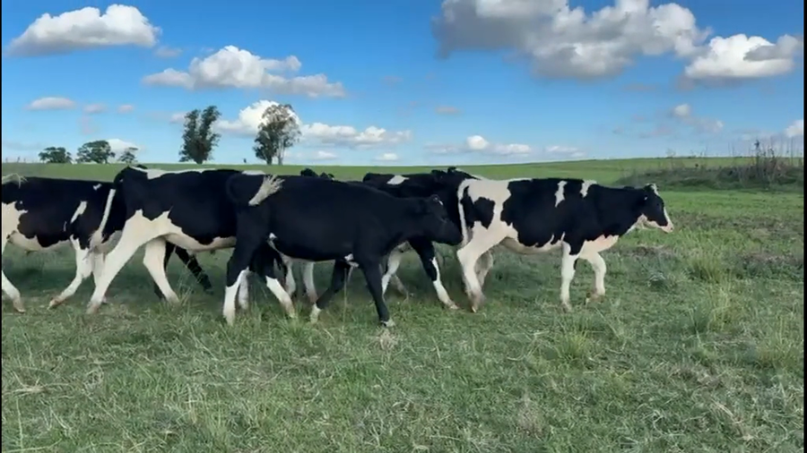 Lote NOVILLOS 1 a 2 AÑOS