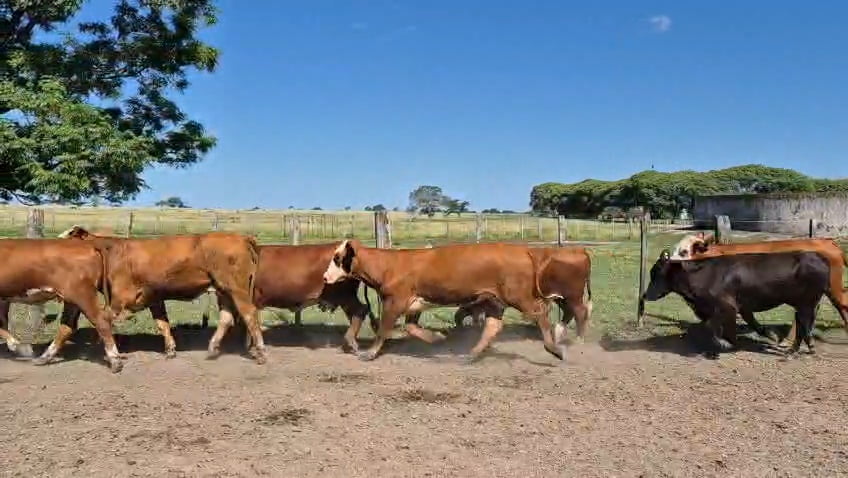 Lote 35 Vaquillonas de invernada en Corrientes, Curuzu Cuatia