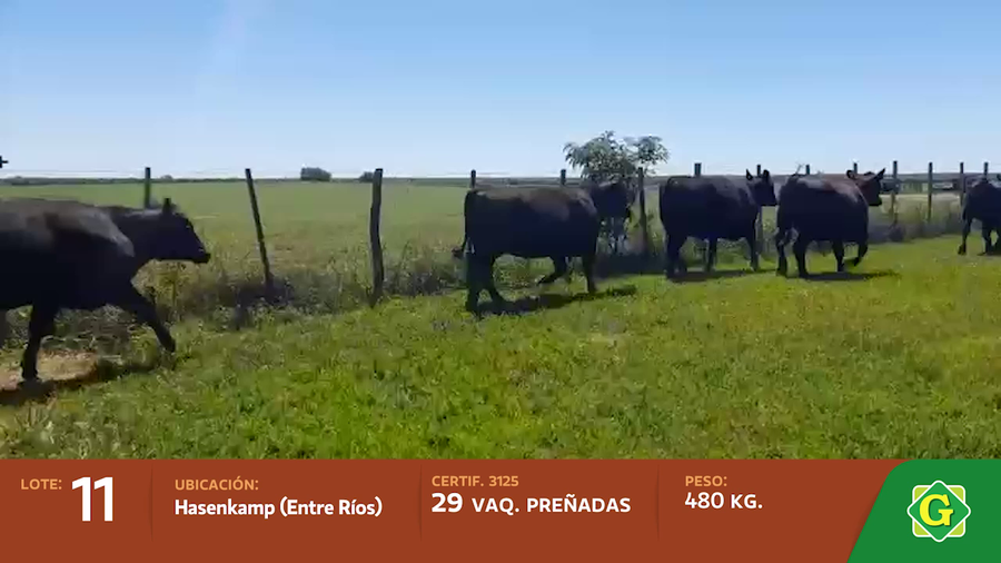 Lote Vaquillonas preñadas en Hasenkamp