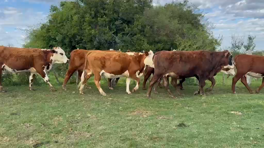 Lote 50 Vaquillonas c/garantía de preñez  en Corrientes, Paso de Los Libres