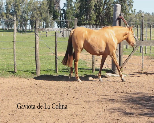 Lote GAVIOTA DE LA COLINA