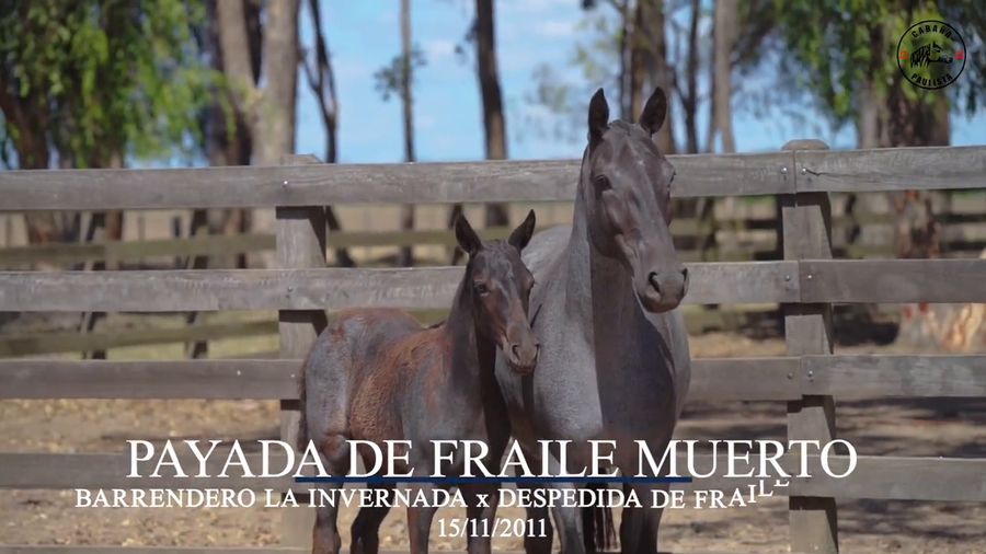 Lote Payada De Fraile Muerto