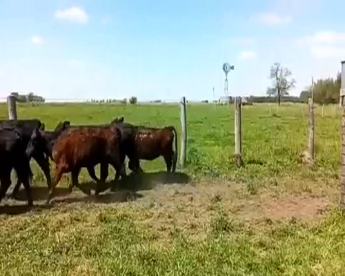 Lote 50 Terneras en Gral. Paz, Buenos Aires