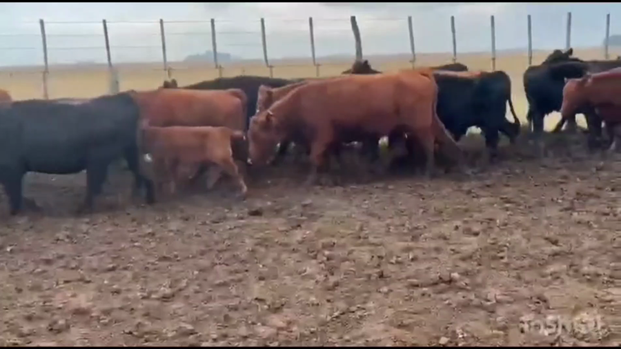 Lote 70 Terneros a término