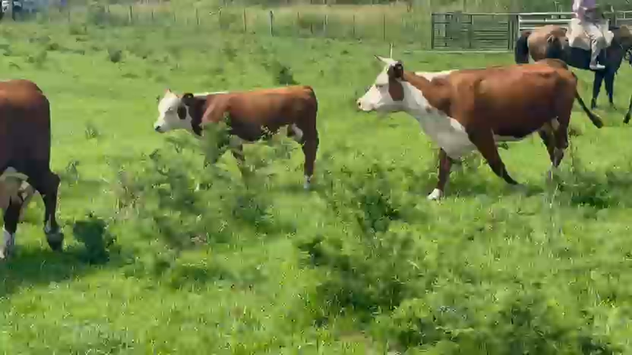 Lote 44 Vacas con Cría  en Entre Ríos, Chajarí