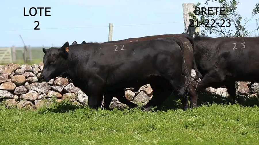 Lote 3 Toros Angus a remate en 6° remate anual de Santa Ines 2023, Artigas