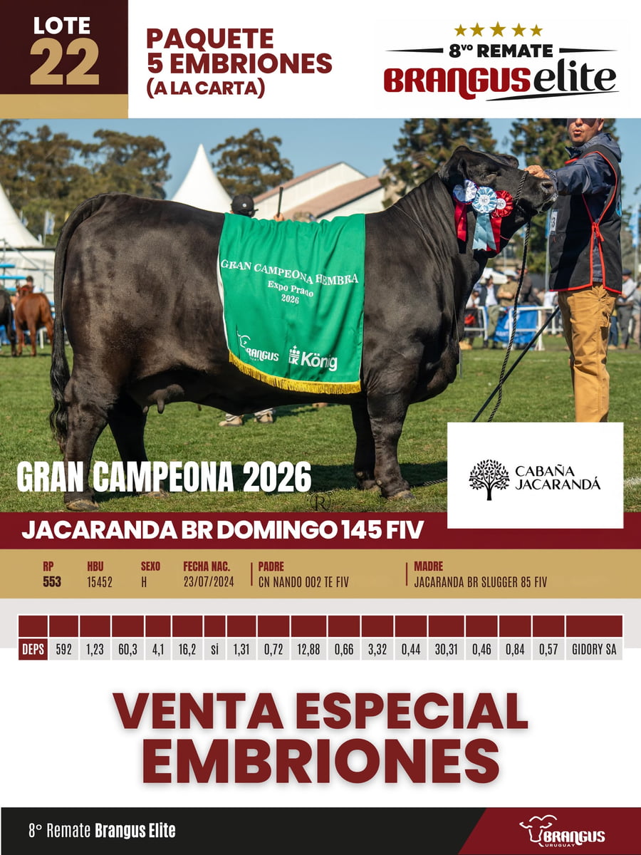 Lote Paquete 5 embriones 553 gran campeona