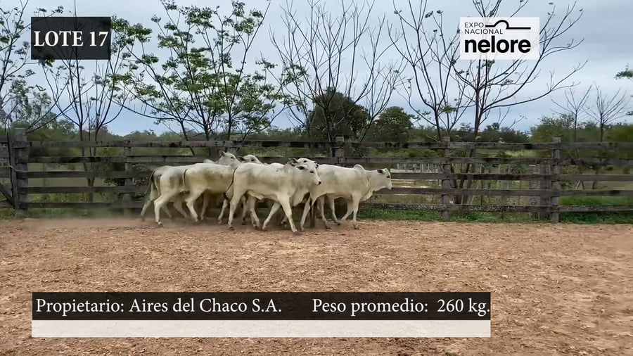 Lote Expo Nacional Terneras - Lote 17