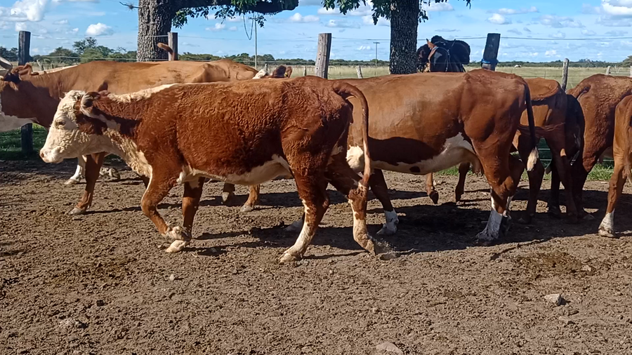 Lote 17 Vacas de invernar en Corrientes, Curuzu Cuatia