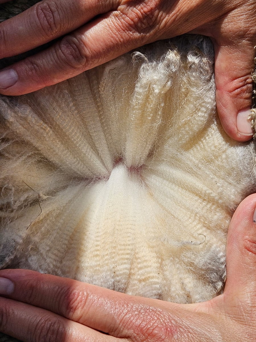 Lote (Vendido)Carneros a remate en Subasta Online - Nambi Guasu, Lavalleja