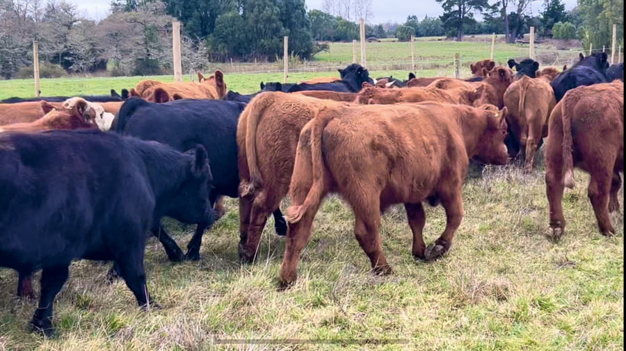 Lote 56 Novillo Engorda en Frutillar, X Región Los Lagos