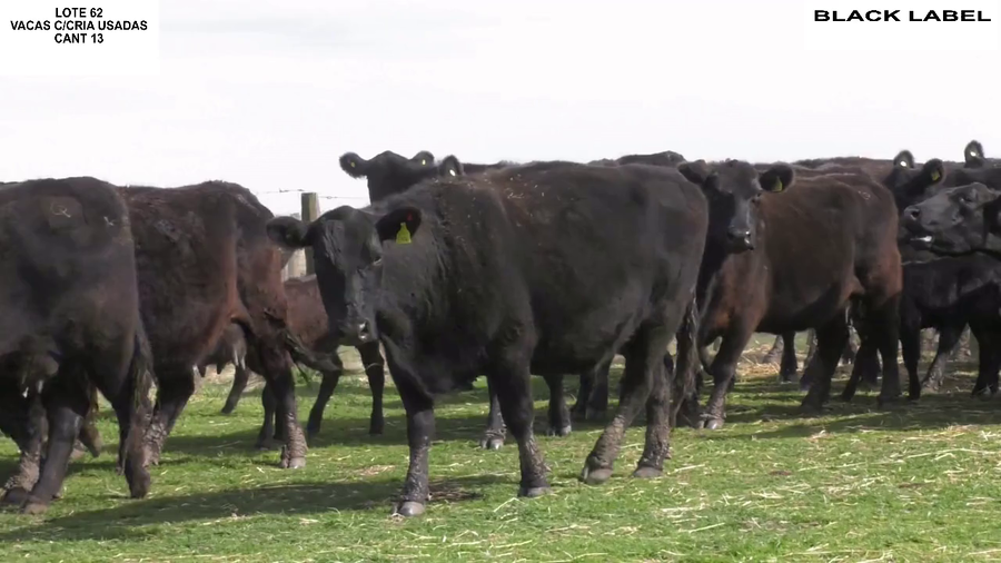 Lote VACAS CON CRIA BLACK LABEL