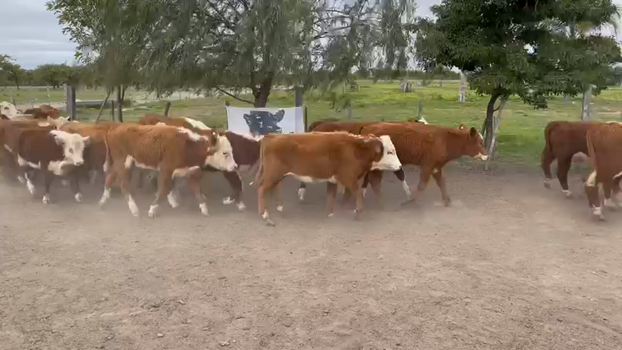 Lote 75 Terneros/as en Curuzú-Cuatiá, Corrientes