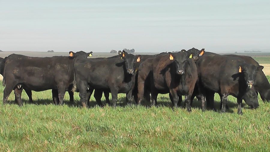 Lote VACAS A. ANGUS NEGRAS MAS  C/ GTIA DE PREÑEZ PARICION PRIMAVERA